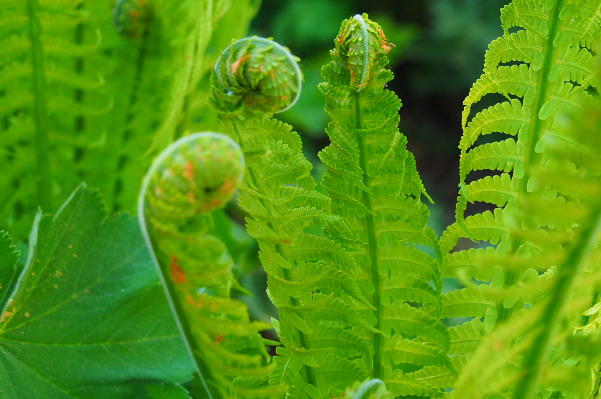 OLYMPUS DIGITAL CAMERA